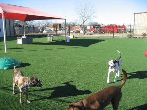 dogs-on-artificial-turf-park