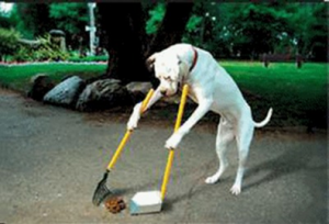 dog cleaning poo