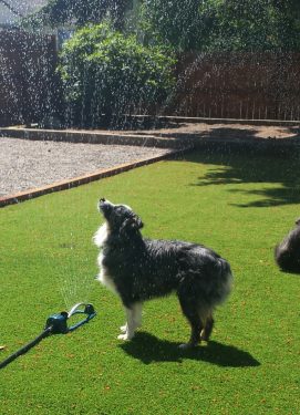 Why Choose Design Turf Need a reason to turn on sprinklers for dogs